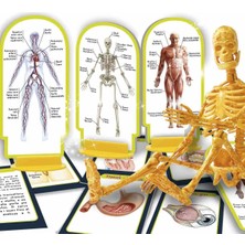 Toyfest Bilim Seti Insan Vücudu