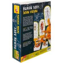 Toyfest Bilim Seti Insan Vücudu