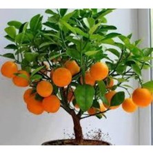 Tohumcumm 5 Adet Tohum Bodur Bonsai Mandalina Bonsai Ağacı Tohum Bonsai Ağacı Tohum