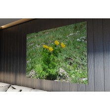 Tablo - Duvar Tablosu - Sarı Dağ Gülü Tablosu - Ev Dekorasyon - 60 x 40  cm