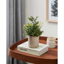 Eglo 428025 "chıtose" Kahverengi, Yeşil Dekoratif Saksıda Bitki 25CM Yüksekliğinde 15CM Çapında