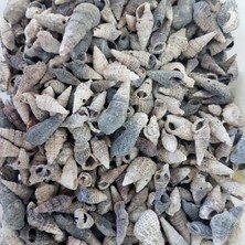 Tahtakale Toptancı Trivitata Kiloluk Deniz Kabuğu (1 Kg)