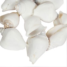 Tahtakale Toptancı Strombus Canarium Beyaz Kiloluk Deniz Kabuğu (1 Kg)