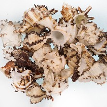 Tahtakale Toptancı Murex Indivia Kiloluk Deniz Kabuğu (1 Kg)