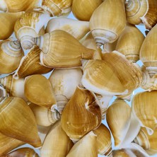 Strombus Canarium Kiloluk Deniz Kabuğu (1 Kg)