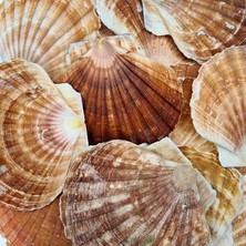 Tahtakale Toptancı Pecten Maximus Kiloluk Deniz Kabuğu (1 Kg)