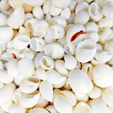 Tahtakale Toptancı Moonshell Kiloluk Deniz Kabuğu (1 Kg)