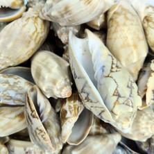 Tahtakale Toptancı Voluta Vespertillo Kiloluk Deniz Kabuğu (1 Kg)