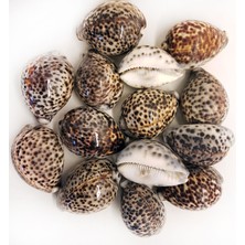 Tahtakale Toptancı Tiger Cowrie Kiloluk Deniz Kabuğu (1 Kg)
