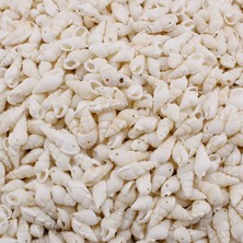 Tahtakale Toptancı Nassa Shell Kavrulmuş Beyaz Delikli Deniz Kabuğu  (1 Kg)