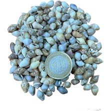 Tahtakale Toptancı Nassa Shell Kiloluk Deniz Kabuğu 500 Gr Yerli