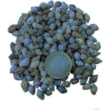 Tahtakale Toptancı Nassa Shell Kiloluk Deniz Kabuğu 250 Gr Yerli