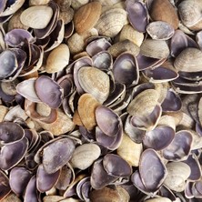 Tahtakale Toptancı Cay-Cay Purple Kiloluk Deniz Kabuğu (1 Kg)