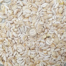 Cyprea Annulus Kesik  Kavrulmuş Deniz Kabuğu 100 gr