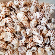 Tahtakale Toptancı Babylonia Areolata Kiloluk Deniz Kabuğu (1 Kg)