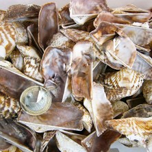 Tahtakale Toptancı Orca Orca Kiloluk Deniz Kabuğu (1 Kg)