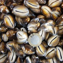 Cyprea Caputserpentis Kiloluk Deniz Kabuğu (1 Kg)