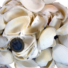 Arca Arca Kiloluk Deniz Kabuğu (1 Kg)