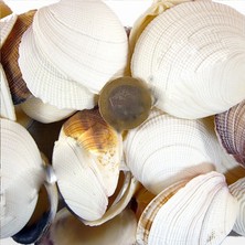 Tahtakale Toptancı Bug Atan Lıke Codakıa Kiloluk Deniz Kabuğu (1 Kg)