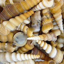 Tahtakale Toptancı Turitella Kiloluk Deniz Kabuğu (1 Kg)