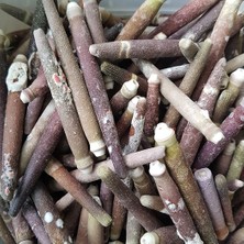 Tahtakale Toptancı Kiloluk Deniz Kabuğu Kestane Dikeni (1 Kg)