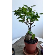 AGAPI Fıcus Gıng Seng-Bonsai Ağacı İç Mekan Bitkileri