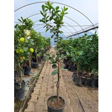 5 Yaş Aşılı Mexian Lime ( Yeşil Limon) Fidanı