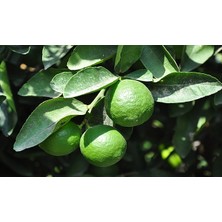 5 Yaş Aşılı Mexian Lime ( Yeşil Limon) Fidanı