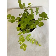 Garden Box Orta Boy Sarı Kız Çiçeği 1 Adet 8,5 Saksıda Saksıcı Bitki