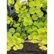 Garden Box Çiçek Açan Sarı Kız Altın Kolye Çiçeği 1 Adet 30-40CM(LYSIMACHIA Nummularia)