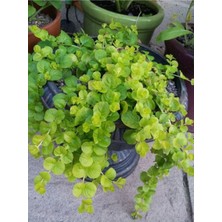 Garden Box Makrome Saksılı Altın Kolye Çiçeği 1 Adet 30-40CM (Lysimachia Nummularia)