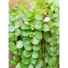 Garden Box Lysimachia Nummulari Altın Kolye Çiçeği Sarı Çiçekli 1 Adet Saksılı