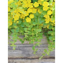 Garden Box Makrome Askılı Saksılı Sarı Kız Altın Kolye Çiçeği 1 Adet 30-40CM