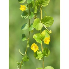 Garden Box Lysimachia Nummularia Sarı Çiçekli Zemin Örtücü Altın Kolye Çiçeği 30-40CM