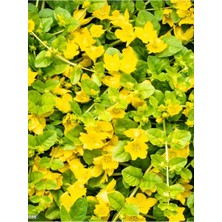 Serada Decor Plant Sarı Çiçek Açan Altın Kolye Çiçeği Zemin Örtücü Sarkıcı Bitki 30-40CM Saksılı