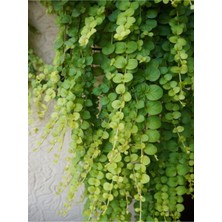 Serada Decor Plant Altın Kolye Çiçeği Canlı Salon Ofis Bitkisi Askılı Saksıda 20-40CM