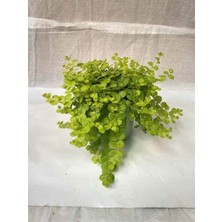 Serada Decor Plant Sarı Çiçekli Sarı Kız Çiçeği 1 Adet Askılı Saksıda 30-40CM Altın Kolye