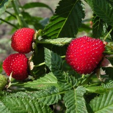 ÇİLEK AHUDUDU FİDANI - Rubus Rosifolius