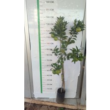 Kan Portakalı Fidanı Citrus sinensis Moro, 100 cm, +3 Yaş