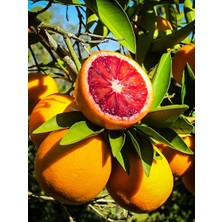 Kan Portakalı Fidanı Citrus sinensis Moro, 100 cm, +3 Yaş