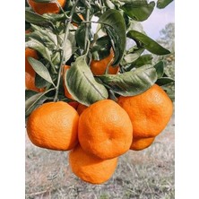 Mandalina Fidanı Satsuma (Rize) Citrus unshiu, +120 cm, 3 - 4 Yaş, tüplü