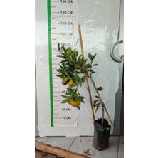 Mandalina Fidanı Satsuma (Rize) Citrus unshiu, +120 cm, 3 - 4 Yaş, tüplü