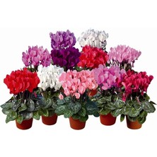 Cyclamen (Sıklamen) Çiçeği