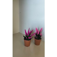 My Çiçekçim Kadife Kaplama Sukulent Renkli Sukulent Kaktüs İkili Fuşya ve Pembe 5.5 cm Saksıda Ev,ofis,salon Bitkisi