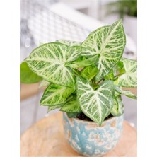Serada Decor Plant Syngonium Melek Kanadı Sarmaşığı 20-30CM Ok Başı Çiçeği Salon Ofis Çiçeği