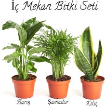 Serada Decor Plant İç Mekan Çiçek Seti Barış Çiçeği- ŞAMADOR(AREKA)(15-25CM)-SARI Kılıç ÇIÇEĞI(20-30CM)