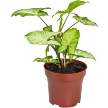 Serada Decor Plant Syngonium Melek Kanadı Çiçeği 1 Adet Saksılı 20-40CM İç Mekan Salon Çiçeği