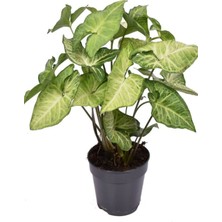 Serada Decor Plant Canlı Dolgun Fomlu Melek Kanadı Çiçeği 1 Adet Saksılı 25-40CM Salon Çiçeği