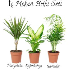 Serada Decor Plant Salon Bitki Seti Dracaena MARGINATA(35-50CM)-DIFENBAHYA(30-50CM)-ŞAMADOR(15-25CM)