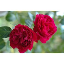 RosaDelAmore Florentina™ Arborose Premium Saksılı Gül